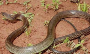 大明山珍稀物种——灰鼠蛇长什么样子？