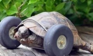 90岁老乌龟, 换了半自动前腿, 奇葩事件!
