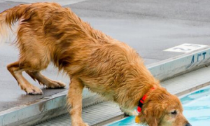美国田纳西年度狗狗游泳周 数十只狗狗承包泳池