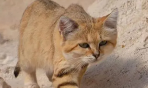 喜欢吃毒蛇？沙漠猫体重不到3kg，长相乖萌，为啥不能被人饲养？