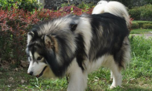 价值数万美金的阿拉斯加雪橇犬竟被偷狗的人宰杀