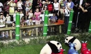 国宝大熊猫，近代的时候居然被随意捕杀，甚至被当成宠物圈养！