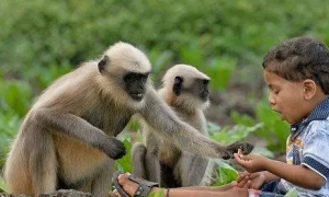 印度再次猴子泛滥，当地警察的行动抓捕印度瘦猴