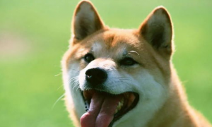 柴犬健康的身体可以通过舌头的颜色判断吗？狗狗健康！