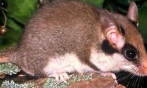四川毛尾睡鼠的栖息环境是什么？