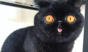 小黑猫天生“南瓜眼”，有人说它不详，唯独女孩不嫌弃，这小灯笼