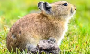 黑唇鼠兔是一种什么兔子？