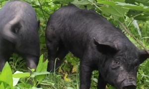 嘉兴黑猪是什么品种的猪？来看看吧