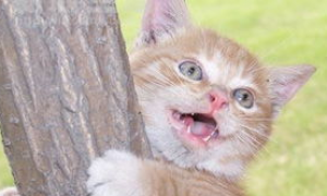 猫咪5个月牙齿掉了怎么办？