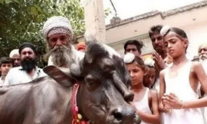 开挂的印度牛，因长相引众多女性追捧，惹来羡慕嫉妒恨