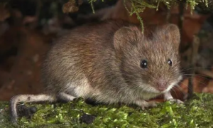 灰尾田鼠的特征是什么？你们知道吗