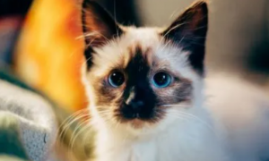 暹罗猫怎样用尾巴来表达自己的心情？