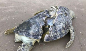 惨不忍睹 海龟身体被剖成两半惨死海滩上