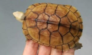 黄喉拟水龟是深水龟吗？这篇文章告诉你