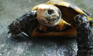 凹甲陆龟能长多大？会不会很吓人