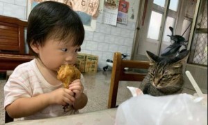 孩子抱着大鸡腿吃，猫咪坐在一旁静静地看着：说好的好朋友呢？
