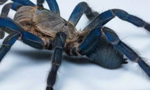 泰国金属蓝蜘蛛适合新手养吗？