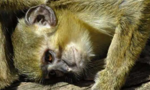 加蓬侏长尾猴有哪些特征？你知道吗？