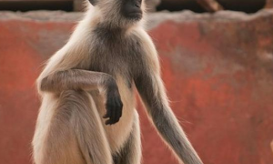 为什么印度瘦猴特别猖狂总是袭击人？