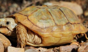 鹰嘴陆龟的寿命有多久？