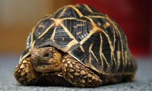 印度星斑陆龟大小？印度星龟长什么样？