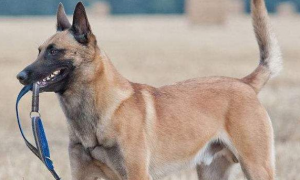比利时玛利诺犬的训练技巧 加强服从性的培养