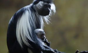 亚特兰大动物园欢迎新生安哥拉疣猴