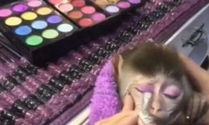 奇闻：女子突发奇想给猴子化妆，化完后惊艳全场，网友：眉清目秀