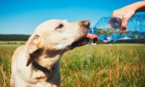 如何避免狗狗消毒水中毒？ 狗狗消毒水你选对了吗？