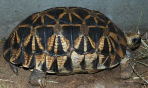 缅甸星龟的生活环境，缅甸星龟怎么养？