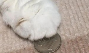 可爱猫咪爪子下藏硬币想占为己有，不料被主人发现只得乖乖上交