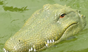宠物鳄鱼能长多大 2m左右对人构成生命威胁