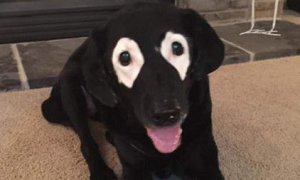 拉布拉多犬长着白眼圈 曾被认为是一张海盗脸