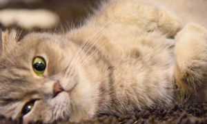 端午猫是什么品种？你知道吗