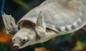 猪鼻龟能和狗头鱼混养吗？