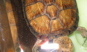 红面蛋龟寿命多少年