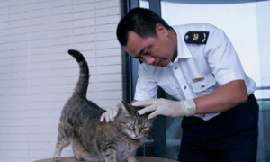 四川检验检疫局下放进出境宠物犬猫检疫权限 首次为宠物猫办出境“护照”
