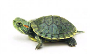 巴西龟春天不吃东西是怎么回事呢？