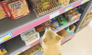 网民带柴犬去超市购物，它立即就叼来啦一根火腿肠，狗：买单吧