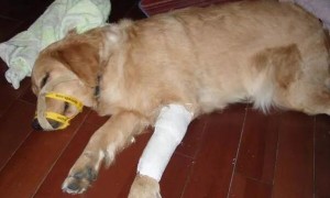 犬的骨折的病因与治疗方法