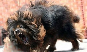 藏獒之王--鬼獒，世界上最凶猛的狗，没有之一
