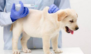 科学养宠：宠物注射疫苗有副作用吗?
