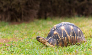 养宠知识：辐射陆龟龟壳裂了能长好吗？