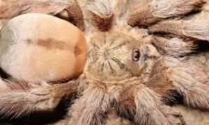 巴拿马黄金蜘蛛是什么品种？