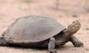 观赏龟养护之锯齿侧颈龟