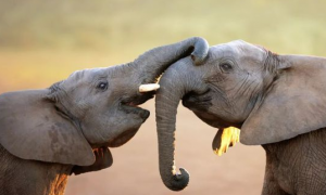 从资源冲突到宝贵盟友：对大象重要性新理解｜2021世界大象日