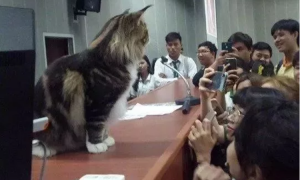 教室里来了一只巨猫，开始以为是王者，后来画风就变了！