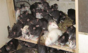 一德国男子因长时间住院家中的20只宠物鼠已变成300多只