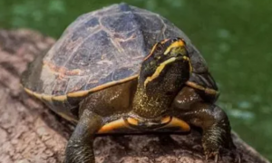 冠背龟的寿命多少？
