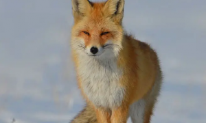 一文告诉你，赤狐·113是什么动物？